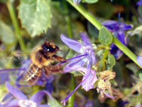 abeille-ethologie.jpg