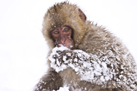 macaque3-primatologie.jpg