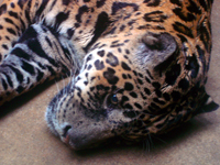 leopard-ethologie.jpg